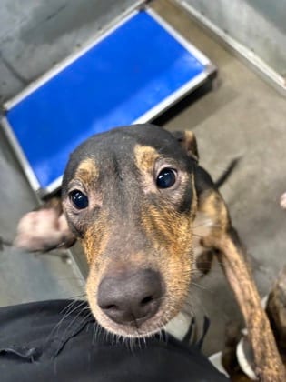 Photo of Storm, adoptable Retriever/Mix in Raeford, North Carolina