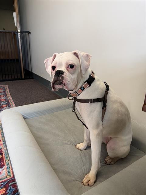 Photo of Margo, adoptable Boxer in Boston, Massachusetts
