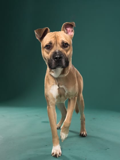 Photo of Otis, adoptable dog in Atlanta, Georgia