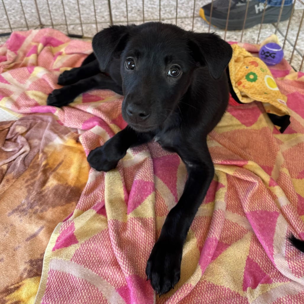 Photo of Cookie, adoptable Mixed Breed (Medium) in St. Charles, Missouri