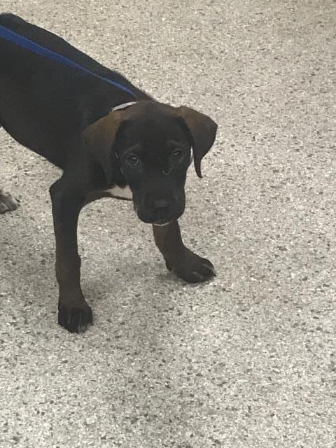 Photo of A432778, adoptable Labrador Retriever in Conroe, Texas