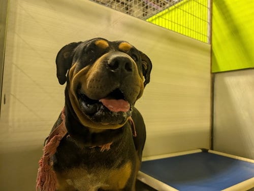 Photo of Sweets, adoptable Chinese Shar-Pei in Bakersfield, California