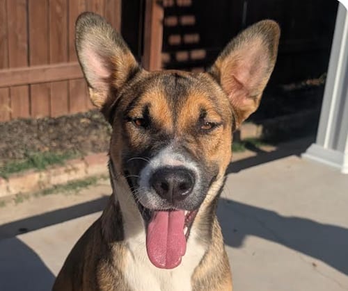 Photo of Houdini, adoptable Shepherd in San Ramon, California