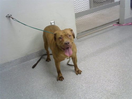 Photo of Luna, adoptable Staffordshire Bull Terrier in Pasadena, Texas
