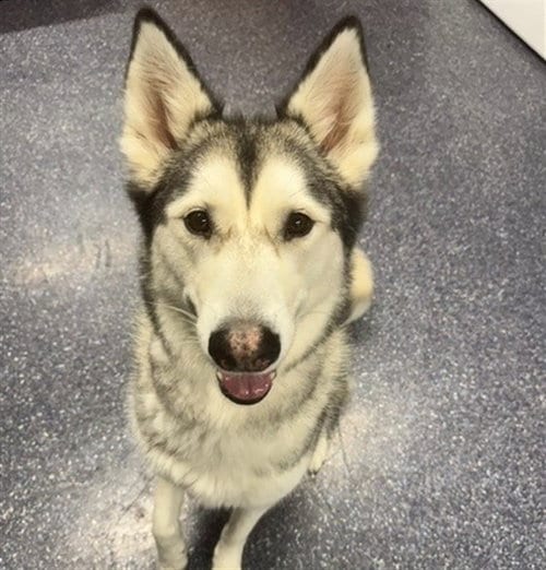 Photo of Ripley, adoptable Alaskan Malamute in Anchorage, Alaska