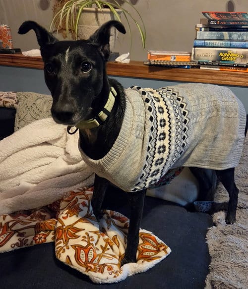 Photo of Handsome Jack, adoptable Whippet in Seattle, Washington
