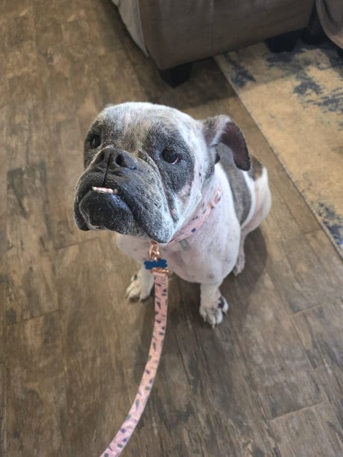 Photo of Dotty, adoptable English Bulldog in Rosenberg, Texas