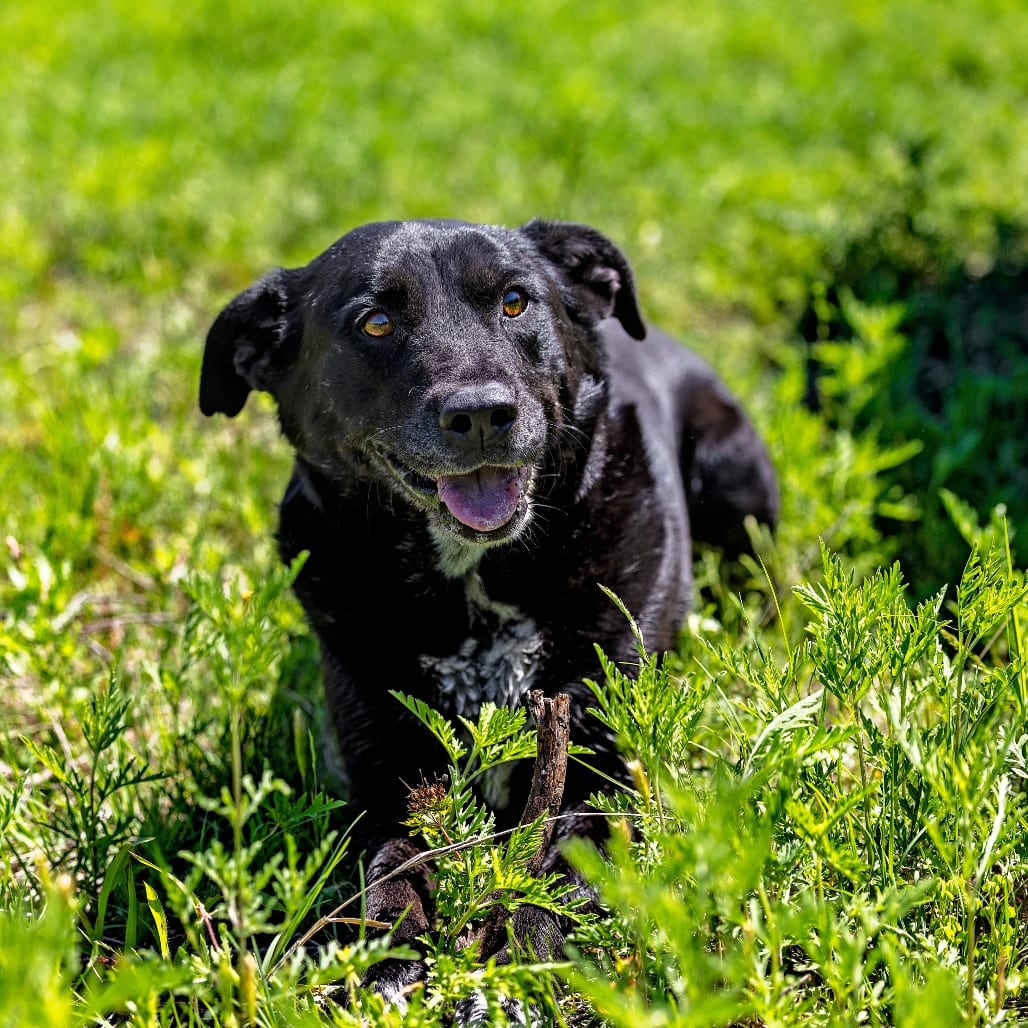 Photo of Roscoe, adoptable Retriever, Labrador / Mix in Weatherford, Texas