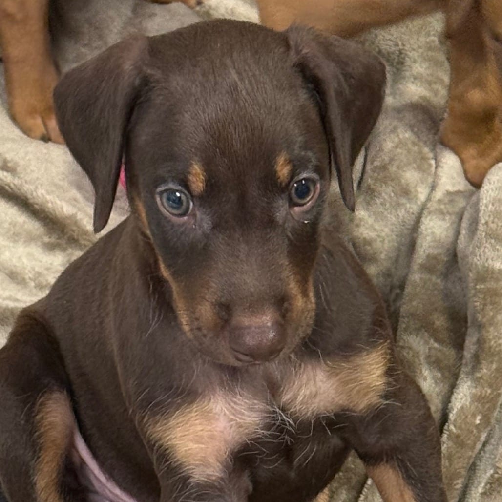 Photo of Austin, adoptable Pinscher, Doberman / Mixed Breed (Medium) in Oceanside, California