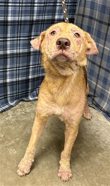 Photo of Ember, adoptable German Shepherd Dog in Rosenberg, Texas