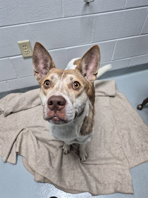 Photo of Solar, adoptable Pit Bull Terrier in St. Cloud, Florida