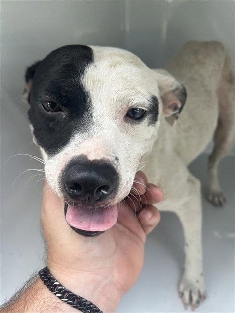 Photo of A661914, adoptable Pit Bull Terrier in Houston, Texas