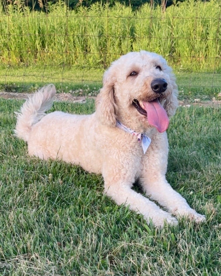 Photo of Jackson (Dante), adoptable Golden Retriever in West Bloomfield, Michigan