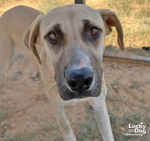 Photo of Pineapple, adoptable Shepherd in Washington, District of Columbia