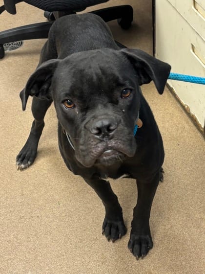 Photo of Pinata, adoptable dog in Chamblee, Georgia