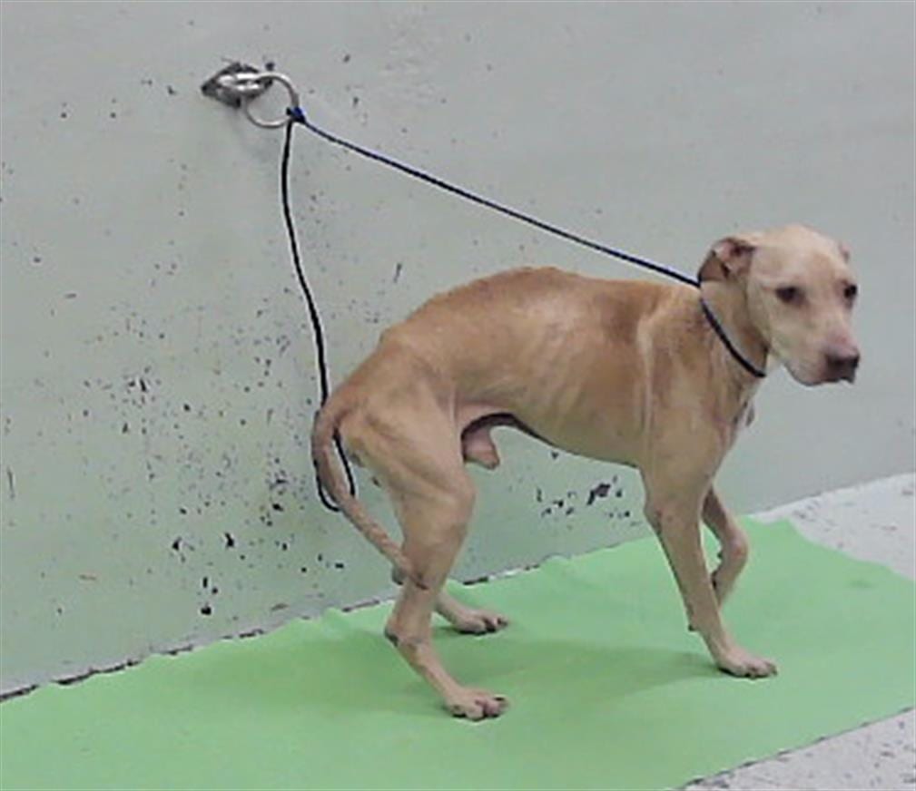 Photo of Alfie, adoptable Staffordshire Bull Terrier in Houston, Texas