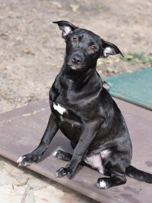 Photo of Shadow (Lone Star Litter), adoptable Labrador Retriever in Brewster, New York