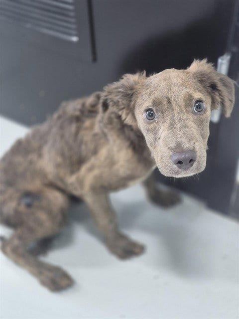 Photo of A080411, adoptable Pit Bull Terrier in Temple, Texas