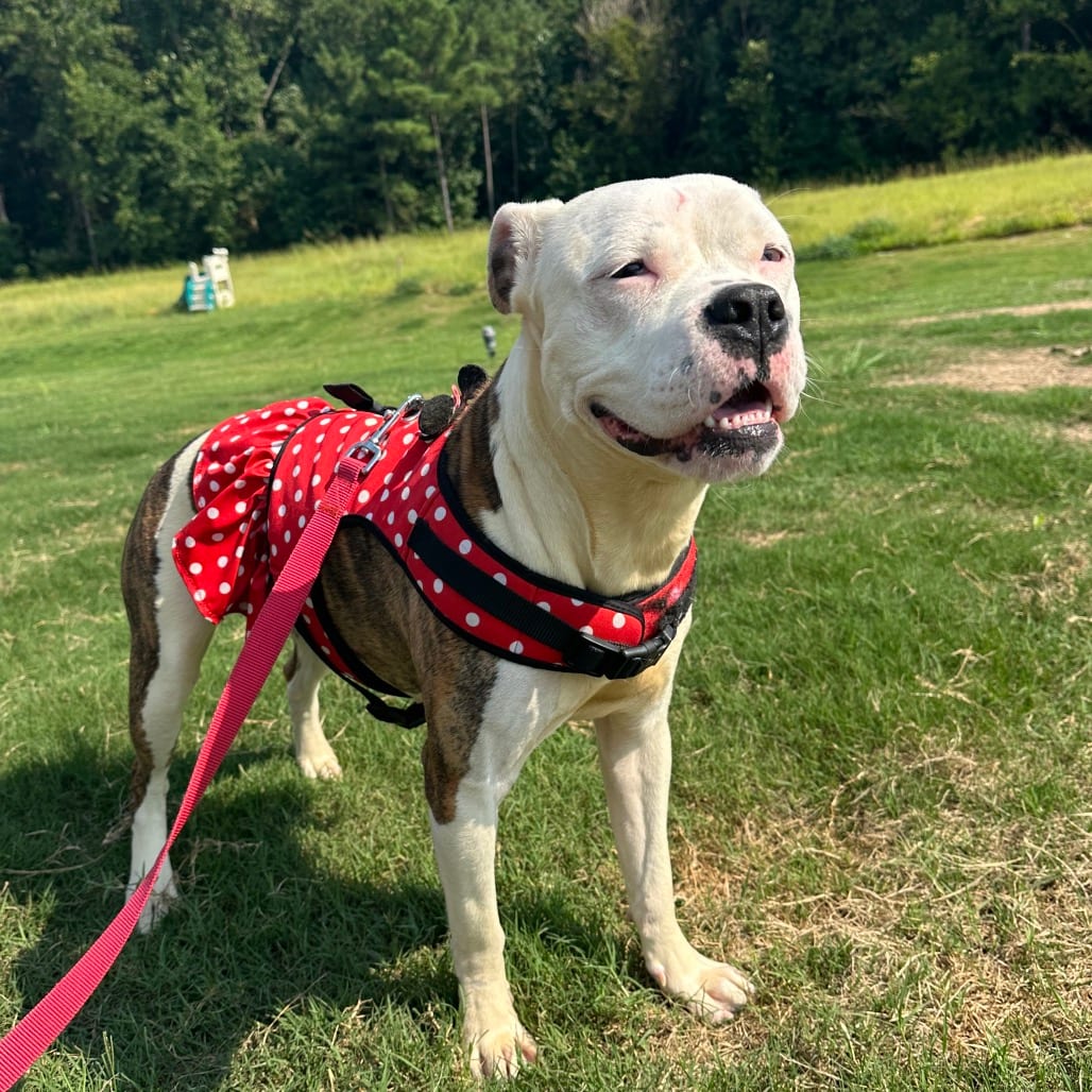 Photo of Dumplin, adoptable Boxer / Mix in Spartanburg, South Carolina
