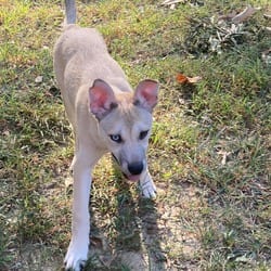 Photo of Pickles, adoptable Husky Australian Shepherd in Winchester, Virginia