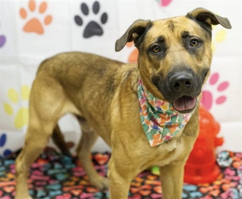 Photo of Mac, adoptable German Shepherd Dog in Placerville, California