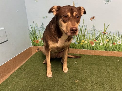 Photo of Evangeline, adoptable Pit Bull Terrier in Baldwin Park, California