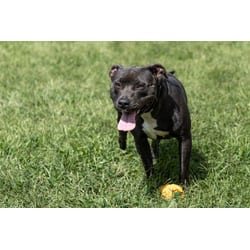 Photo of Raven, adoptable Mixed Breed (Medium) in Georgetown, Delaware
