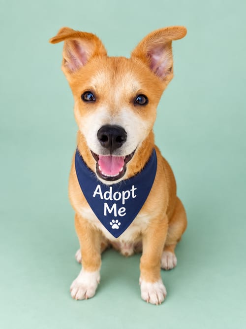 Photo of Zeus D, adoptable Feist in Inglewood, California