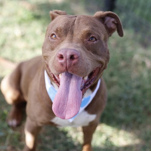 Photo of Rupert, adoptable American Staffordshire Terrier in San Antonio, Texas