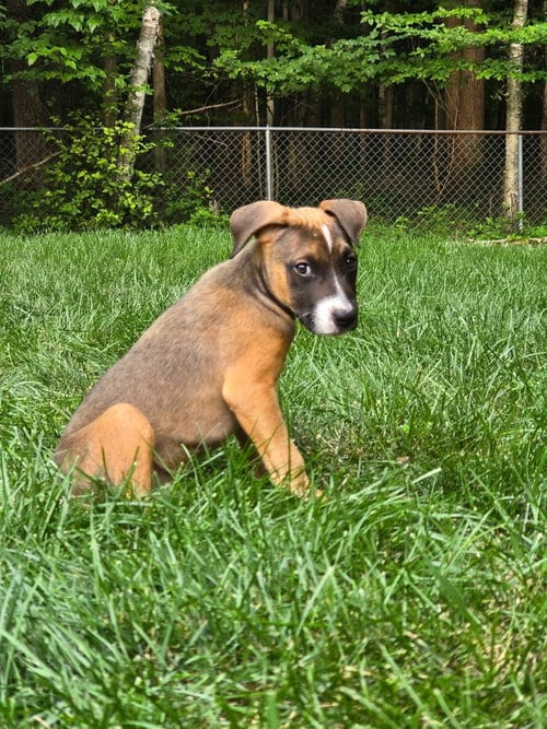 Photo of Mack, adoptable Unknown breed (short coat) in Bay City, Michigan