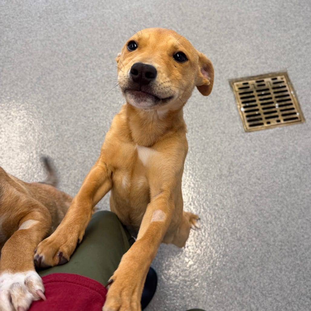 Photo of Caught Red Pawed, adoptable Terrier, Pit Bull / Husky in Martinsville, Virginia