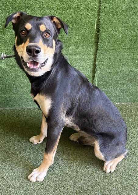 Photo of Phineas, adoptable German Shepherd Dog in Lancaster, California