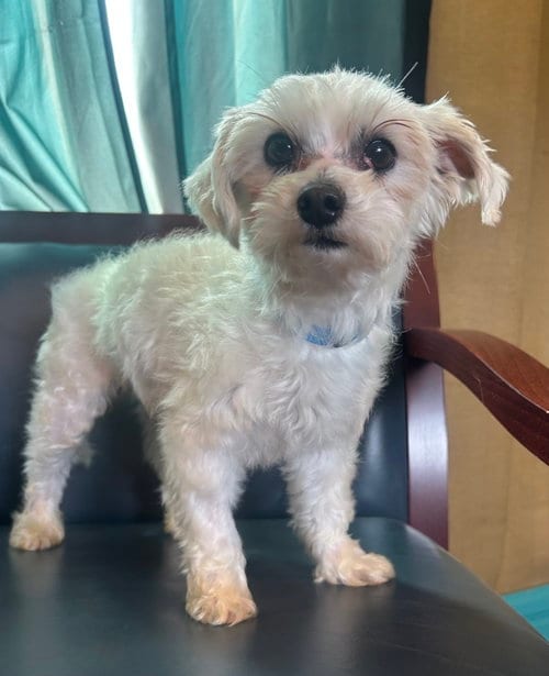 Photo of Snickers Mar 26, adoptable Maltese in Pacolet, South Carolina