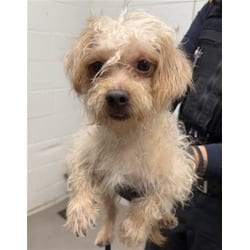 Photo of Jack-O-Lantern, adoptable Maltese in San Bernardino, California