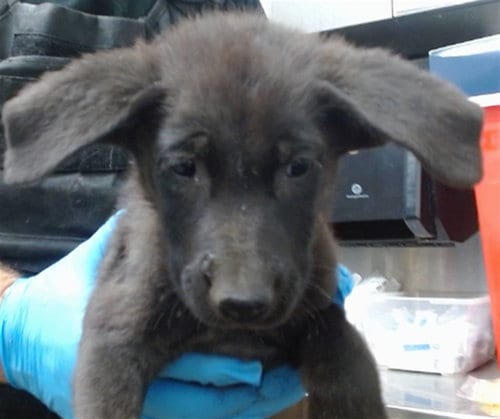 Photo of Oatmeal, adoptable German Shepherd Dog in San Bernardino, California