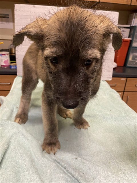 Photo of Seth, adoptable German Shepherd Dog in Modesto, California
