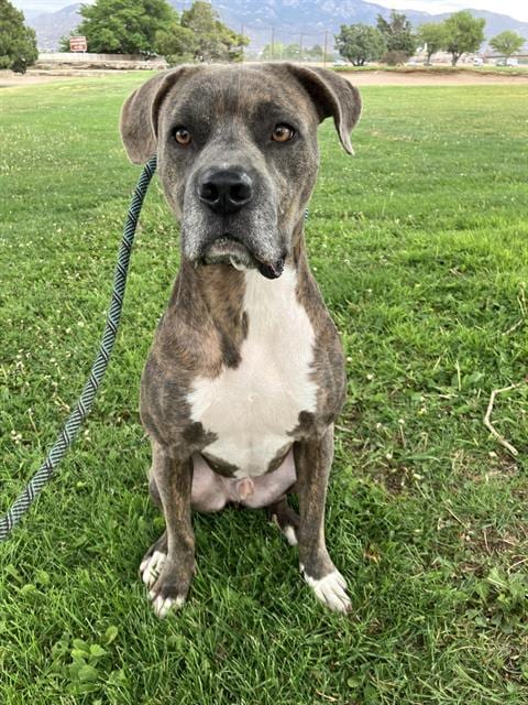 Photo of Hot Rod, adoptable American Pit Bull Terrier in Albuquerque, New Mexico