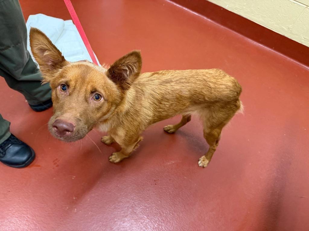 Photo of Sandyfox, adoptable Mixed Breed in Douglasville, Georgia