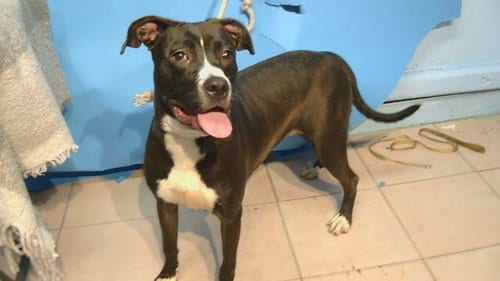 Photo of Rose, adoptable American Pit Bull Terrier in Gardena, California