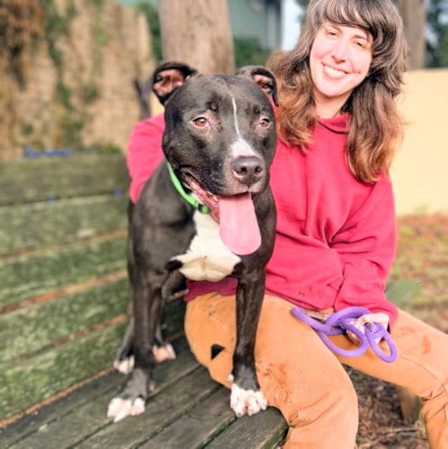 Photo of King Tubby, adoptable American Pit Bull Terrier in Oakland, California