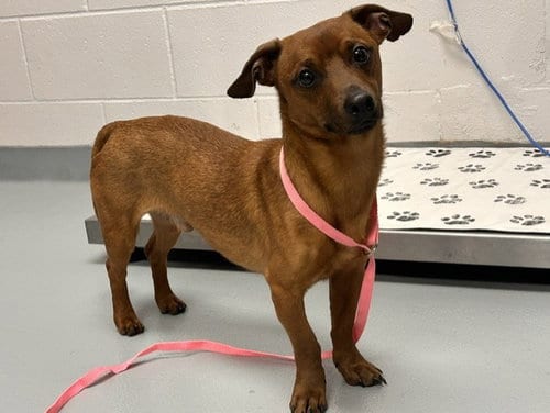 Photo of Fabuloso, adoptable Dachshund in St. Cloud, Florida