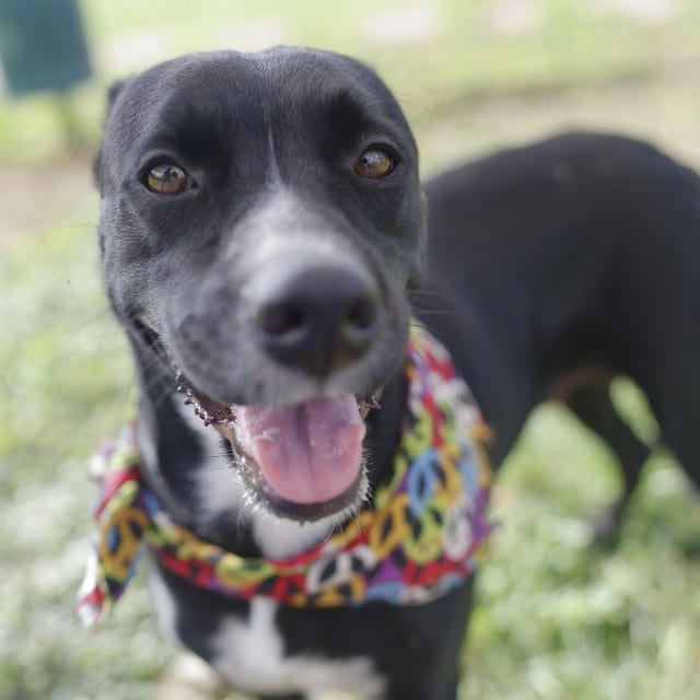 Photo of Briar, adoptable dog in San Antonio, Texas