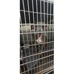 Photo of Rosa, adoptable American Pit Bull Terrier in Baton Rouge, Louisiana