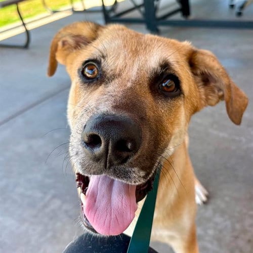 Photo of A886184, adoptable Labrador Retriever in Camarillo, California