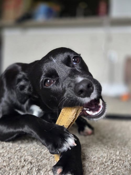 Photo of Georgiana, adoptable Retriever in Virginia Beach, Virginia