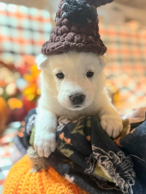 Photo of Arbie, adoptable Siberian Husky in Severn, Maryland