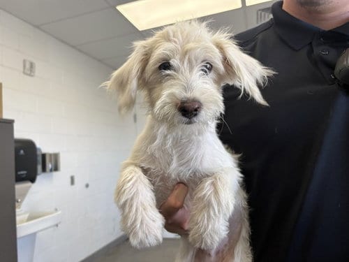 Photo of Skittles, adoptable West Highland White Terrier Westie in Mesa, Arizona