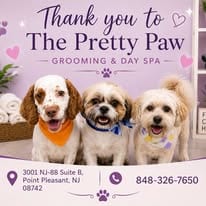 Photo of Jessica, adoptable Shih Tzu in Jackson Township, New Jersey