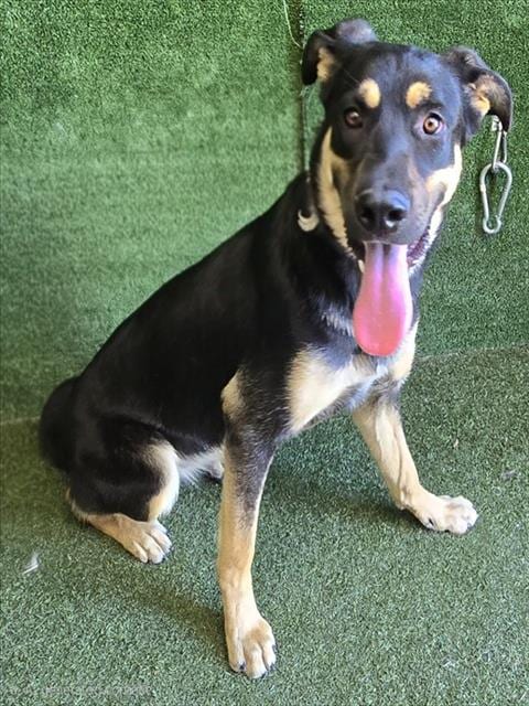 Photo of Nyla, adoptable German Shepherd Dog in Lancaster, California