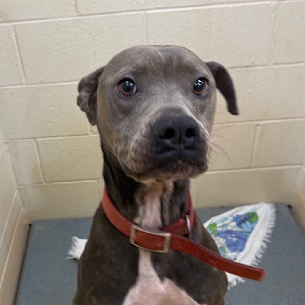 Photo of Ruckus, adoptable Mixed Breed (Medium) in Winston-Salem, North Carolina